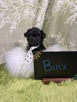 Binx, a male Yorkipoo for sale in Ocala, FL – 1 of 8