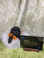 Milo, a male Yorkipoo for sale in Ocala, FL – 5 of 6