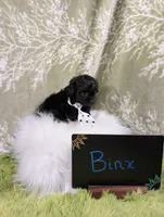 Binx, a male Yorkipoo for sale in Ocala, FL – 7 of 8
