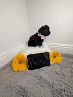 Rosa / OBO, a female Yorkipoo for sale in Ocala, FL – 3 of 10