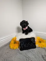 Rosa, a female Yorkipoo for sale in Ocala, FL – 3 of 5