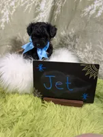 Jet, a male Yorkipoo for sale in Ocala, FL – 4 of 7