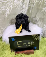 Enzo , a male Yorkipoo for sale in Ocala, FL – 2 of 9
