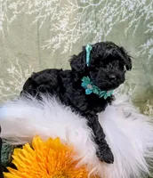 Clover, a female Yorkipoo for sale in Ocala, FL – Photo 1 of 6