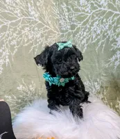 Clover, a female Yorkipoo for sale in Ocala, FL – Photo 3 of 6