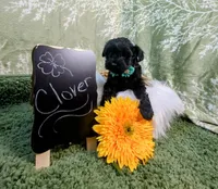 Clover, a female Yorkipoo for sale in Ocala, FL – Photo 2 of 6