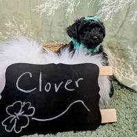Clover, a female Yorkipoo for sale in Ocala, FL – Photo 4 of 6