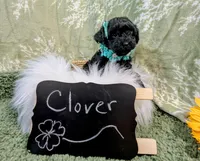 Clover, a female Yorkipoo for sale in Ocala, FL – Photo 5 of 6