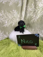 Nico, a male Yorkipoo for sale in Ocala, FL – 9 of 9