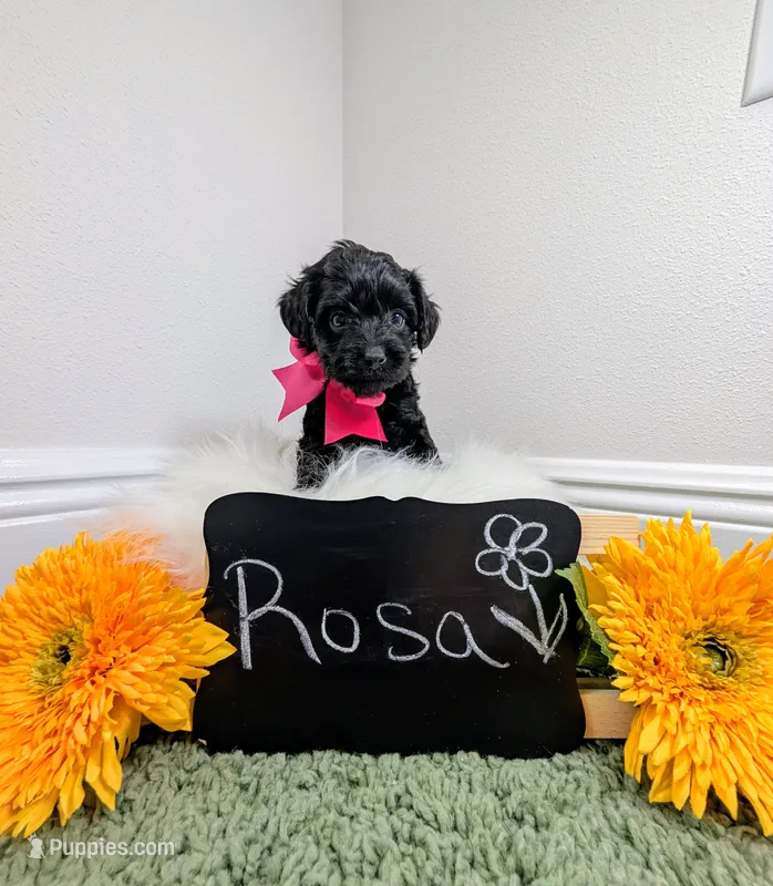 Rosa – Yorkipoo puppy for sale in Ocala, FL