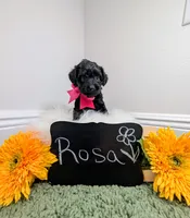 Rosa, a female Yorkipoo for sale in Ocala, FL – 4 of 4