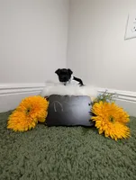 Max, a male Yorkipoo for sale in Ocala, FL – 6 of 6