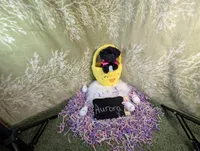 Aroura , a female Yorkipoo for sale in Ocala, FL – Photo 4 of 5