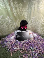 Aroura , a female Yorkipoo for sale in Ocala, FL – Photo 5 of 5