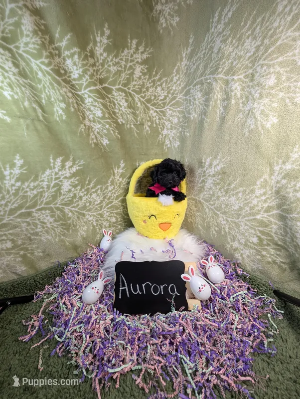 Aroura  – Yorkipoo puppy for sale in Ocala, FL