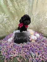 Aroura , a female Yorkipoo for sale in Ocala, FL – Photo 2 of 5