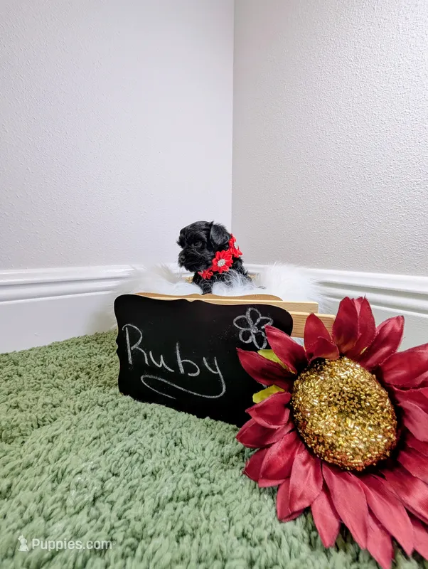 Ruby – Yorkipoo puppy for sale in Ocala, FL