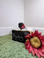 Ruby, a female Yorkipoo for sale in Ocala, FL – 1 of 5