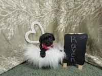 Raven, a female Yorkipoo for sale in Ocala, FL – Photo 4 of 5