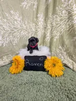Raven, a female Yorkipoo for sale in Ocala, FL – Photo 5 of 5