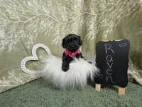 Raven, a female Yorkipoo for sale in Ocala, FL – Photo 1 of 5