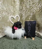 Raven, a female Yorkipoo for sale in Ocala, FL – Photo 3 of 5