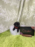 Cinder, a female Yorkipoo for sale in Ocala, FL – 5 of 6