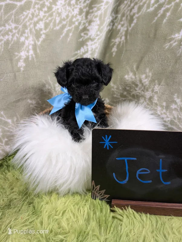 Jet – Yorkipoo puppy for sale in Ocala, FL