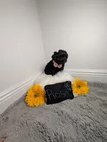 Rosa, a female Yorkipoo for sale in Ocala, FL – 5 of 5
