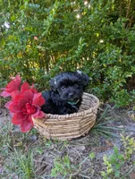 Bluey, a female Yorkipoo for sale in Ocala, FL – Photo 3 of 4