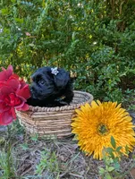 Bluey, a female Yorkipoo for sale in Ocala, FL – Photo 4 of 4