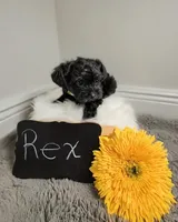 Rex / OBO, a male Yorkipoo for sale in Ocala, FL – 8 of 8