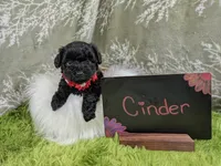 Cinder, a female Yorkipoo for sale in Ocala, FL – 3 of 6