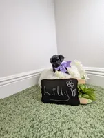 Lilly, a female Yorkipoo for sale in Ocala, FL – 2 of 5