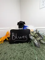 Bluey, a male Yorkipoo for sale in Ocala, FL – 5 of 6
