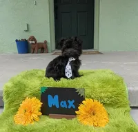 Max, a male Yorkipoo for sale in Ocala, FL – 9 of 9