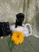 Theo, a female Yorkipoo for sale in Ocala, FL – Photo 4 of 6