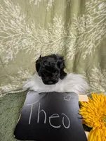 Theo, a female Yorkipoo for sale in Ocala, FL – Photo 2 of 6