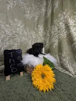 Theo, a female Yorkipoo for sale in Ocala, FL – Photo 6 of 6