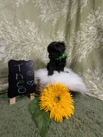 Theo, a female Yorkipoo for sale in Ocala, FL – Photo 1 of 6