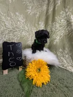 Theo, a female Yorkipoo for sale in Ocala, FL – Photo 5 of 6