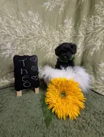 Theo, a female Yorkipoo for sale in Ocala, FL – Photo 3 of 6