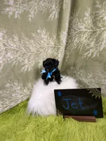 Jet, a male Yorkipoo for sale in Ocala, FL – 6 of 7