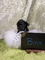 Binx, a male Yorkipoo for sale in Ocala, FL – 5 of 8
