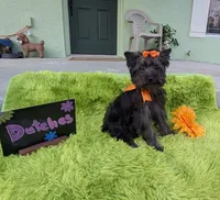 Dutches, a female Yorkipoo for sale in Ocklawaha, FL – 2 of 8