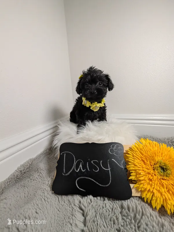 Daisy  – Yorkipoo puppy for sale in Ocala, FL