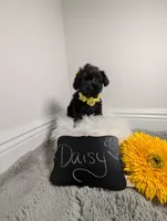 Daisy , a female Yorkipoo for sale in Ocala, FL – 2 of 9