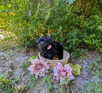 Rosie, a female Yorkipoo for sale in Ocala, FL – Photo 2 of 2