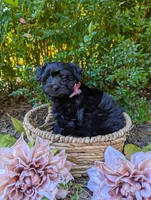 Rosie, a female Yorkipoo for sale in Ocala, FL – Photo 1 of 2