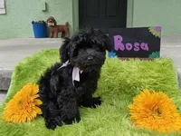 Rosa/OBO , a female Yorkipoo for sale in Ocala, FL – 10 of 10